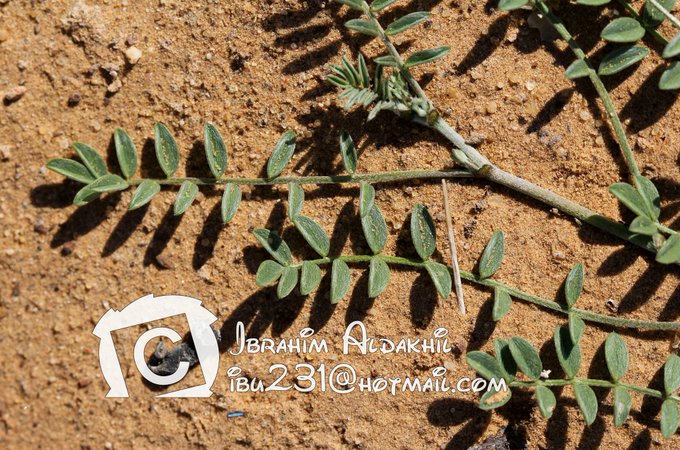 التأويل - تصوير: أ