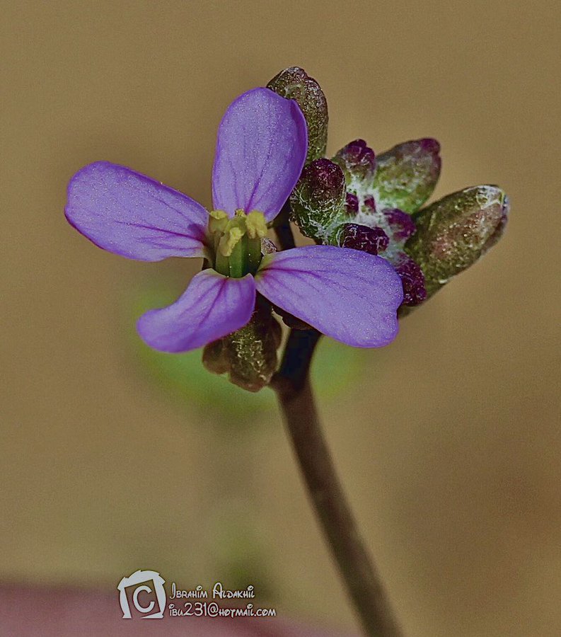 الإسليح - تصوير: أ