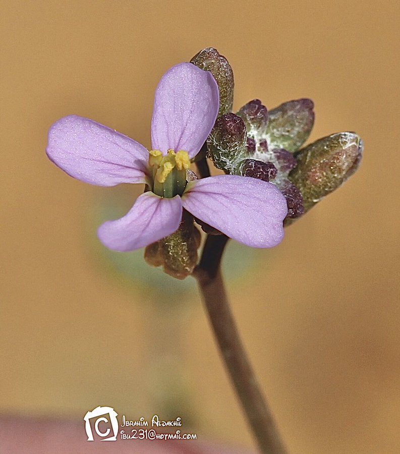 الإسليح - تصوير: أ