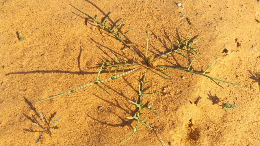 الإسليح - تصوير: أ