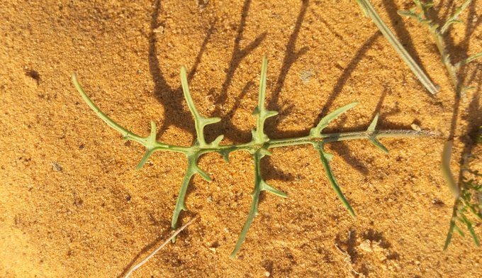 الإسليح - تصوير: أ