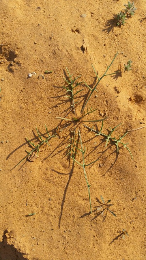 الإسليح - تصوير: أ