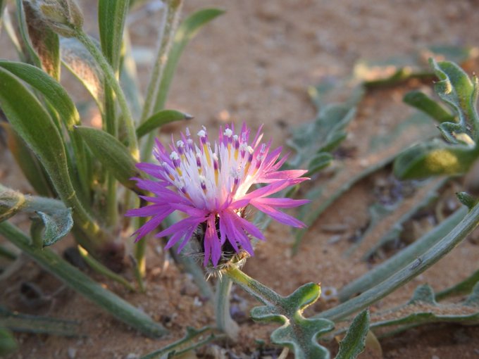 المرار (مرار ام رويس) - تصوير يحيى بن حمد