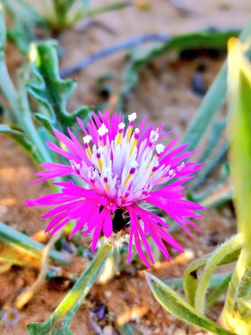 المرار (مرار ام رويس) - تصوير يحيى بن حمد