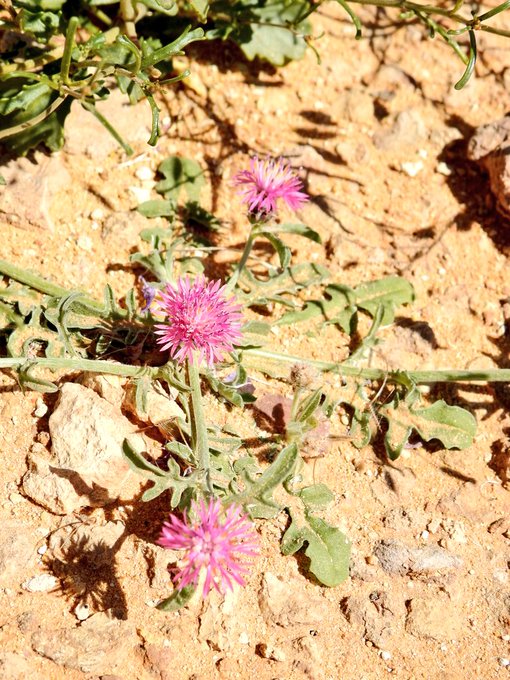 المرار (مرار ام رويس) - تصوير يحيى بن حمد