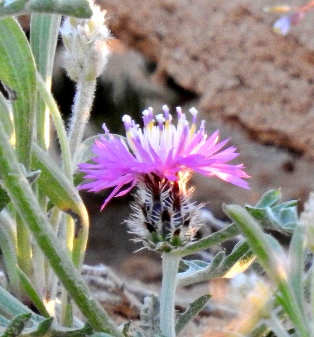 المرار (مرار ام رويس) - تصوير يحيى بن حمد