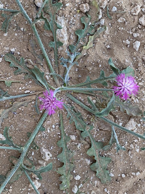 المرار (مرار ام رويس) - تصوير أ. عبدالله البراك