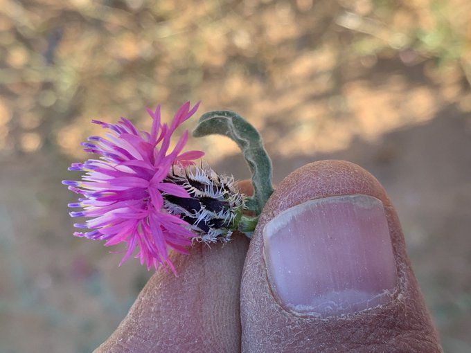 المرار (مرار ام رويس) - تصوير أ