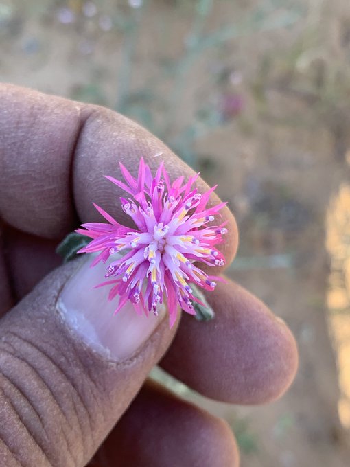 المرار (مرار ام رويس) - تصوير أ