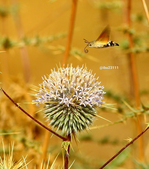 echinops_spinosissimus-الشيخه (شدق الجمل) - تصوير: أ