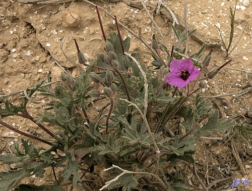 Erodium crassifolium تصوير Own work
