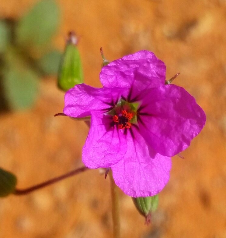 erodium_glaucophyllum