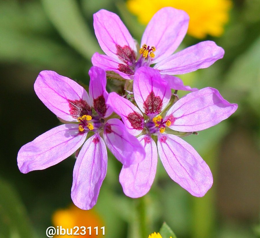 البختري - تصوير: أ