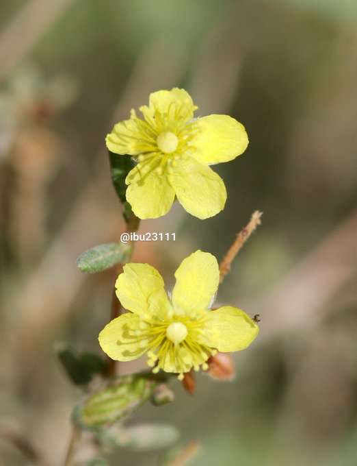 الرقروق - تصوير: أ