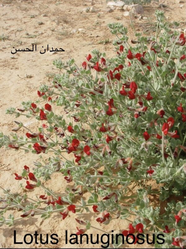 حمر ورد - تصوير حمدان عجيريف الحسن
