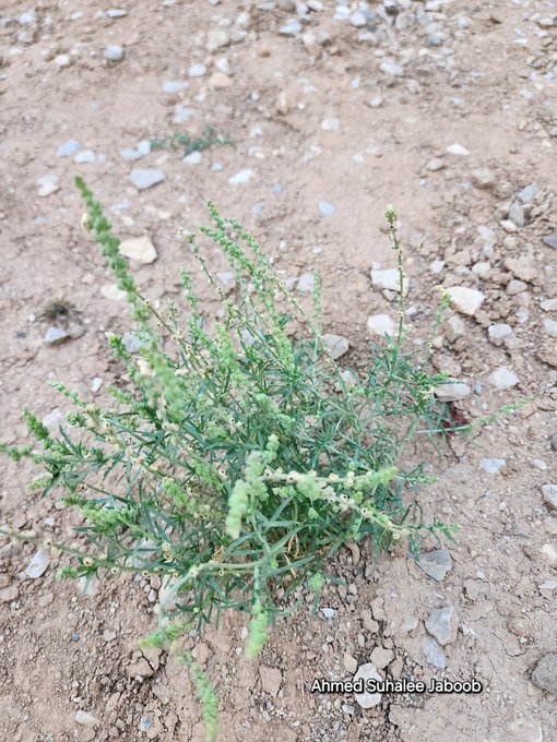 الذنبان - تصوير أ
