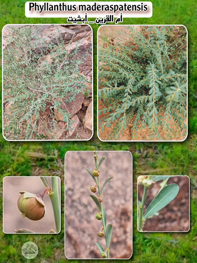 أم القرين (أبشيت) - تصوير: براري المدينة