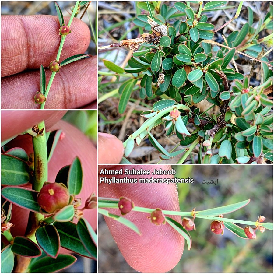 أم القرين (أبشيت) - تصوير أ