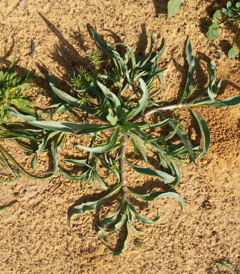 plantago_amplexicaulis