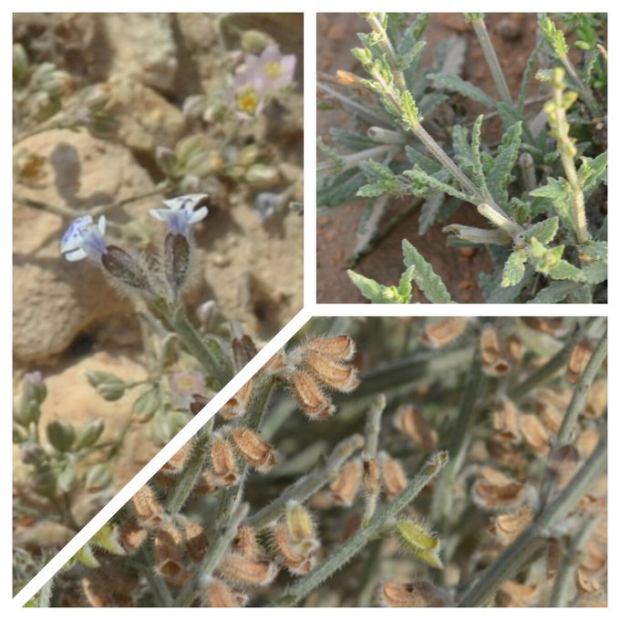 شجيرة الغزال - تصوير أ