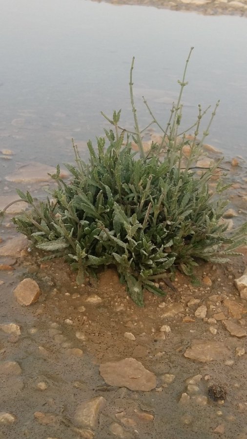 شجيرة الغزال - تصوير أ