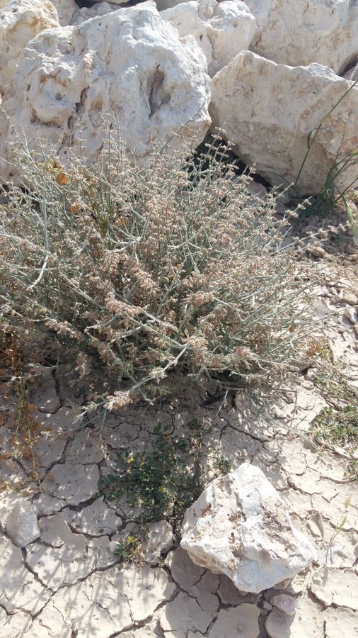 شجيرة الغزال - تصوير أ