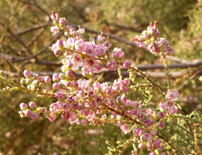 الطرفاء - تصوير: أ