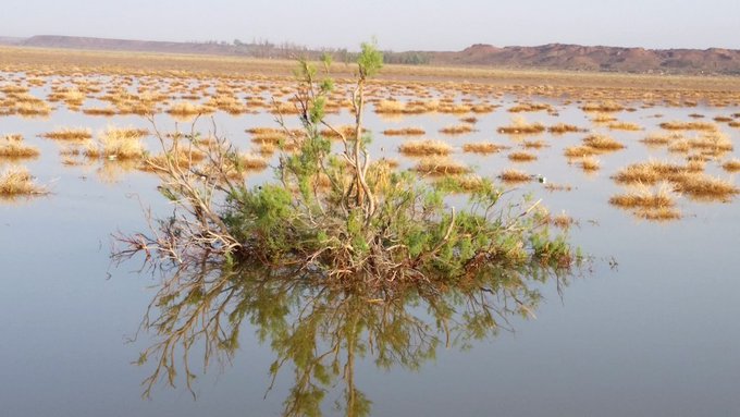 الطرفاء - تصوير: أ