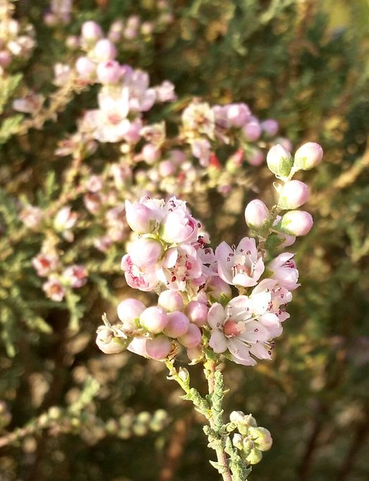 الطرفاء - تصوير: أ