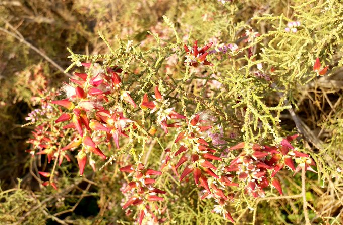 الطرفاء - تصوير: أ