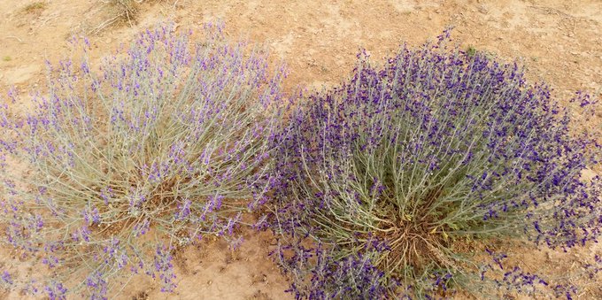 العهنه (القيسبة) - تصوير: أ