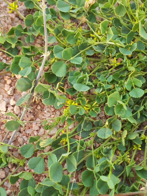 النفل (الذراقا) - تصوير Aswat Silent