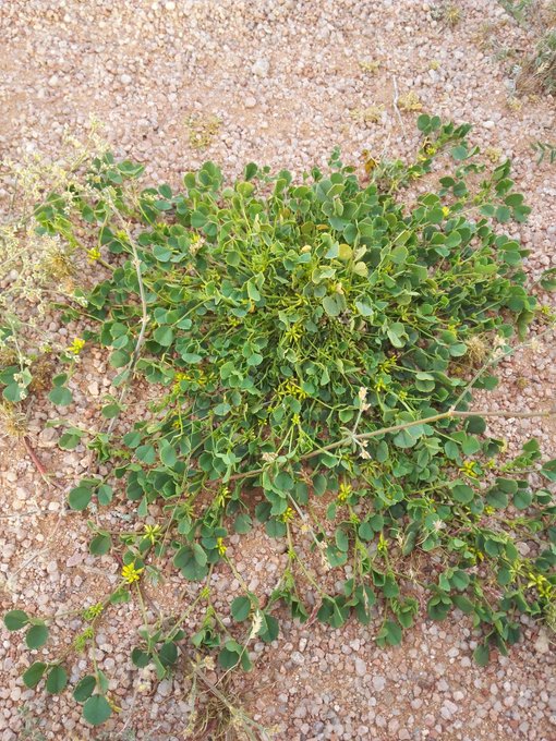 النفل (الذراقا) - تصوير Aswat Silent