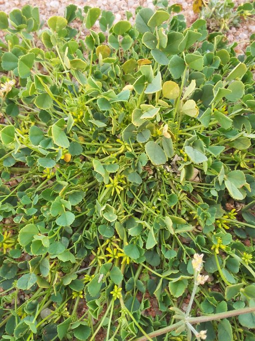 النفل (الذراقا) - تصوير Aswat Silent