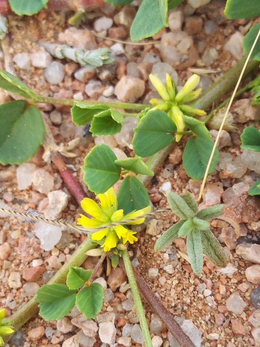 النفل (الذراقا) - تصوير Aswat Silent