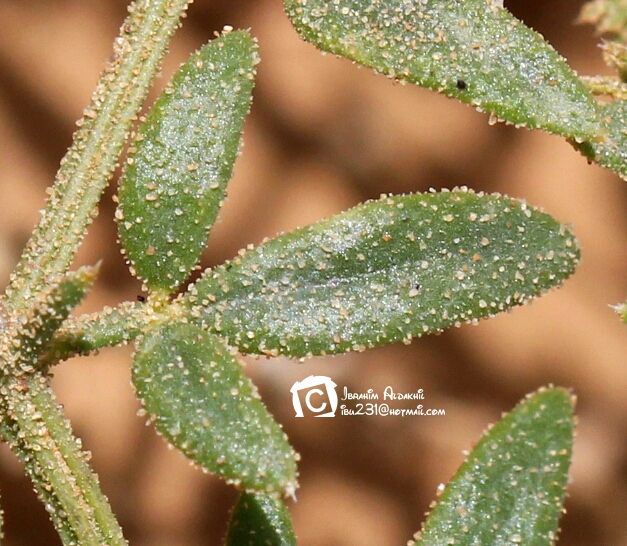 الدرماء (الشكاعي) - تصوير: أ