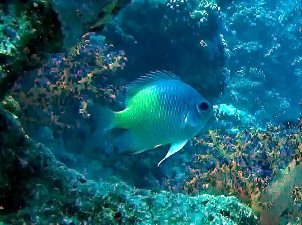 Amblyglyphidodon flavilatus photo by Hectonichus