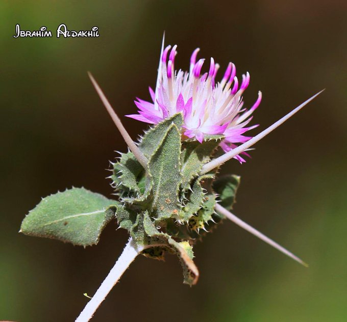 مرار أحمر (النواط) - تصوير: أ