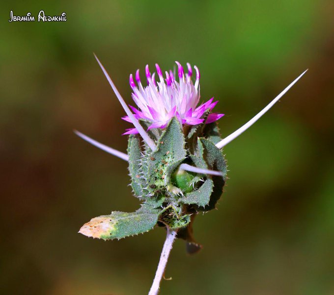 مرار أحمر (النواط) - تصوير: أ