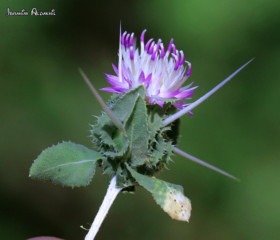 مرار أحمر (النواط) - تصوير: أ. إبراهيم الدخيل