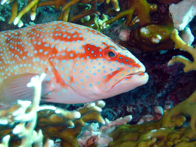 الهامور أزرق النقاط تصوير Matthieu Sontag