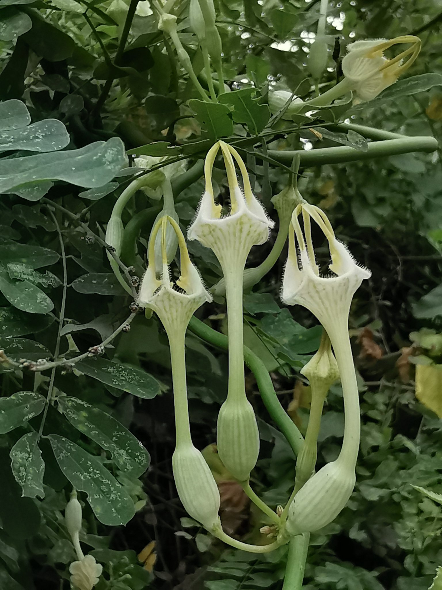 المشكاة 3 - تصوير م