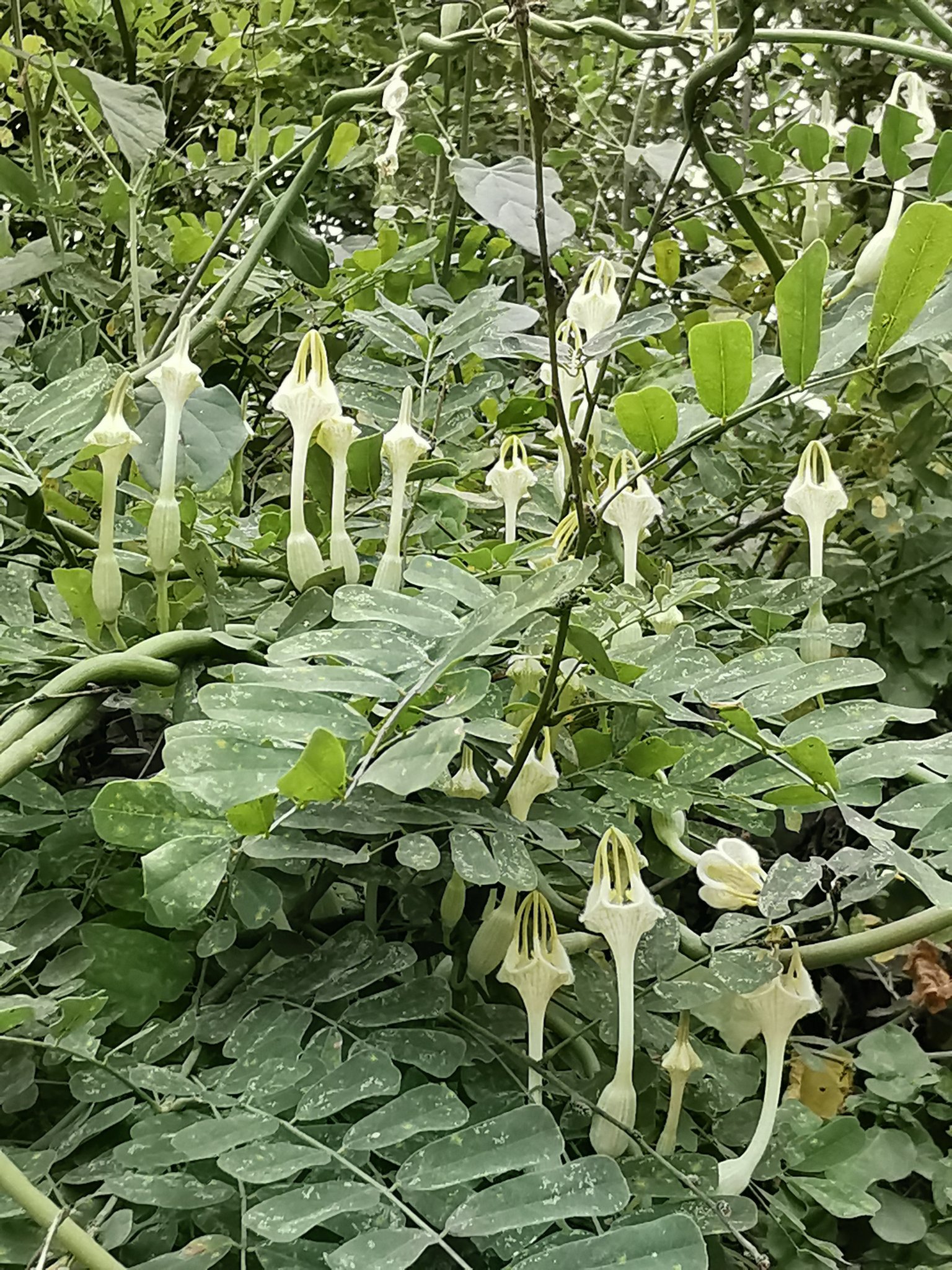 المشكاة 3 - تصوير م