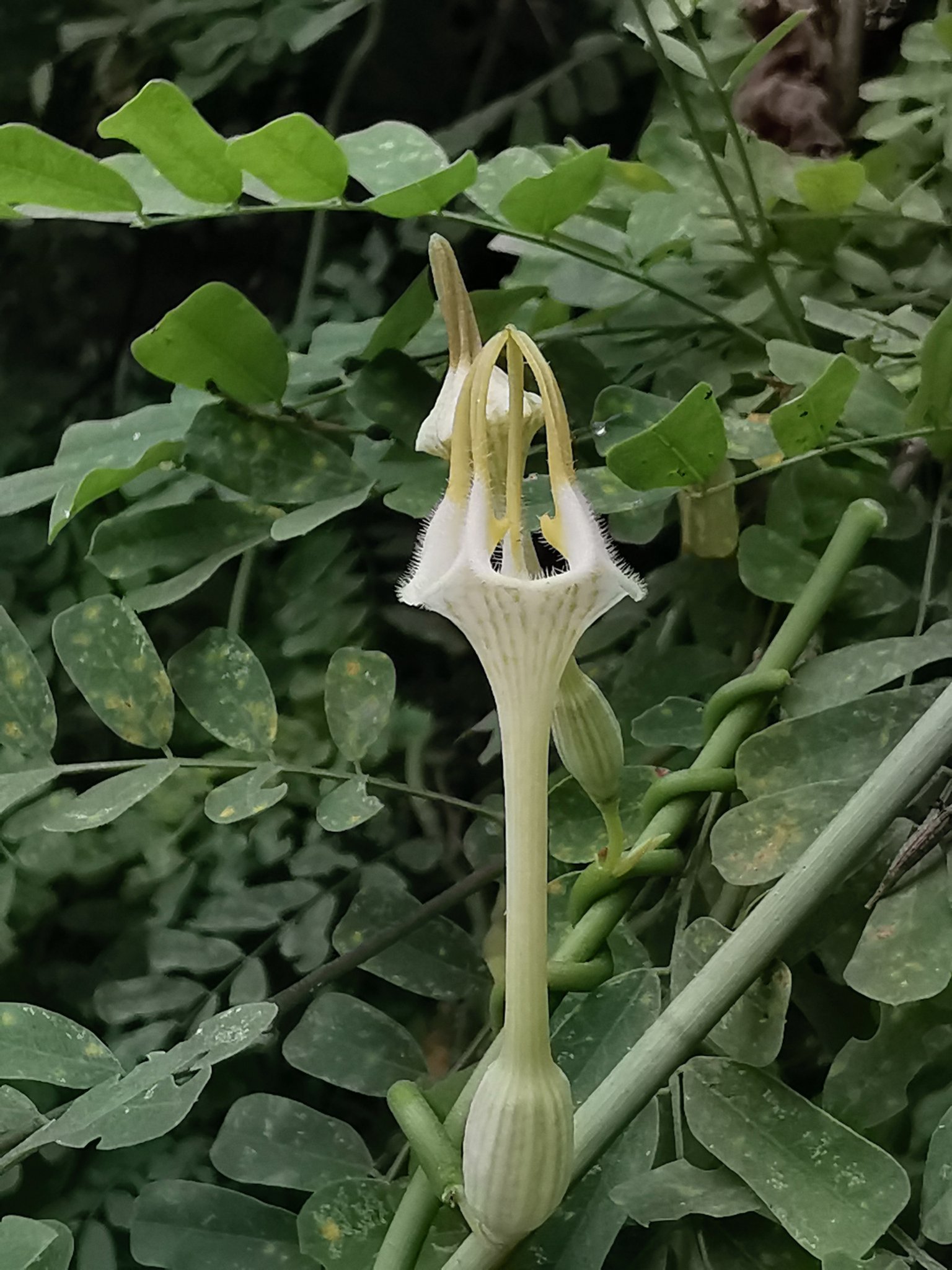 Ceropegia arabica var