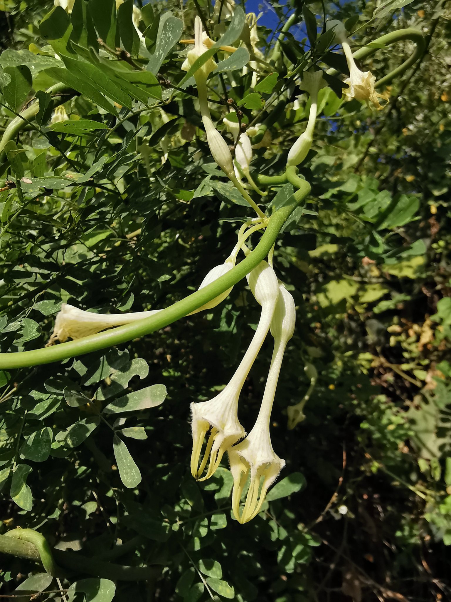 المشكاة 3 - تصوير م