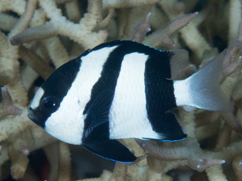 يعبول تصوير Rickard Zerpe