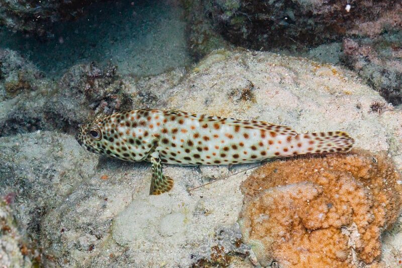 هامور عربي تصوير Diego Delso