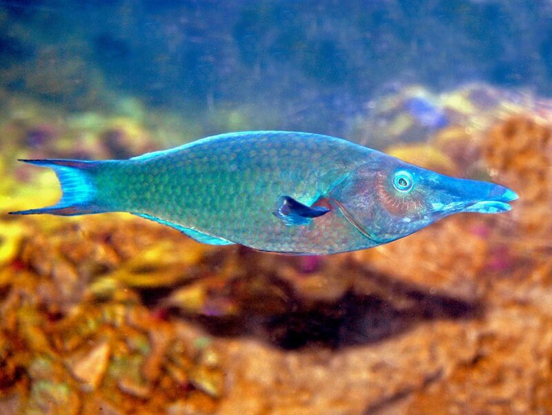 فم الطائر الأخضر الصورة بواسطة Hectonichus