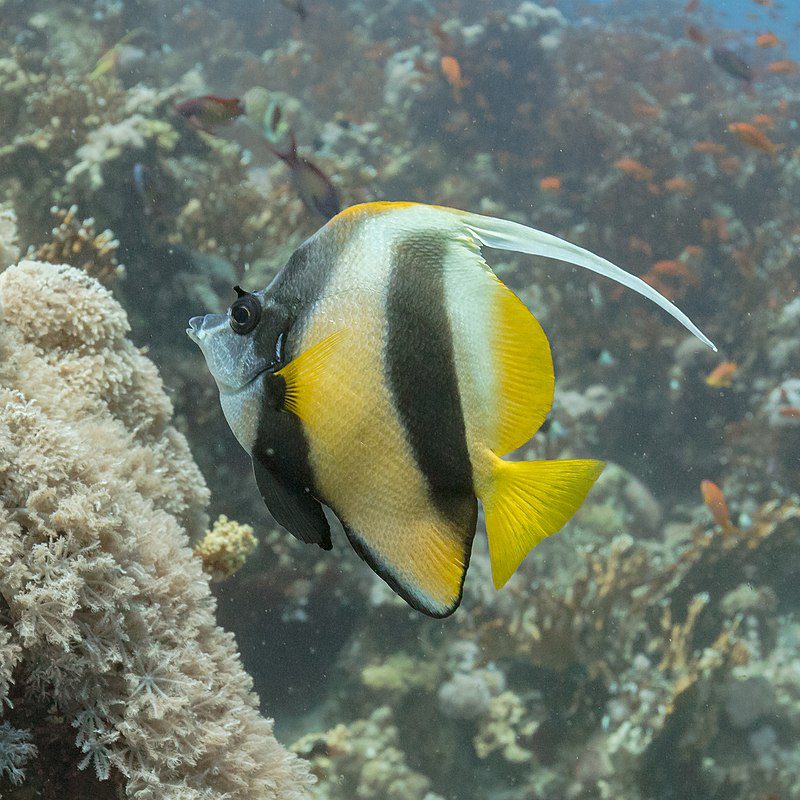 شراع البحر الأحمر photo by Diego Delso
