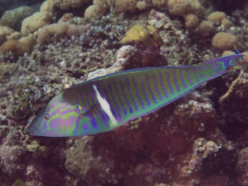 Hologymnosus doliatus photo by Rickard Zerpe